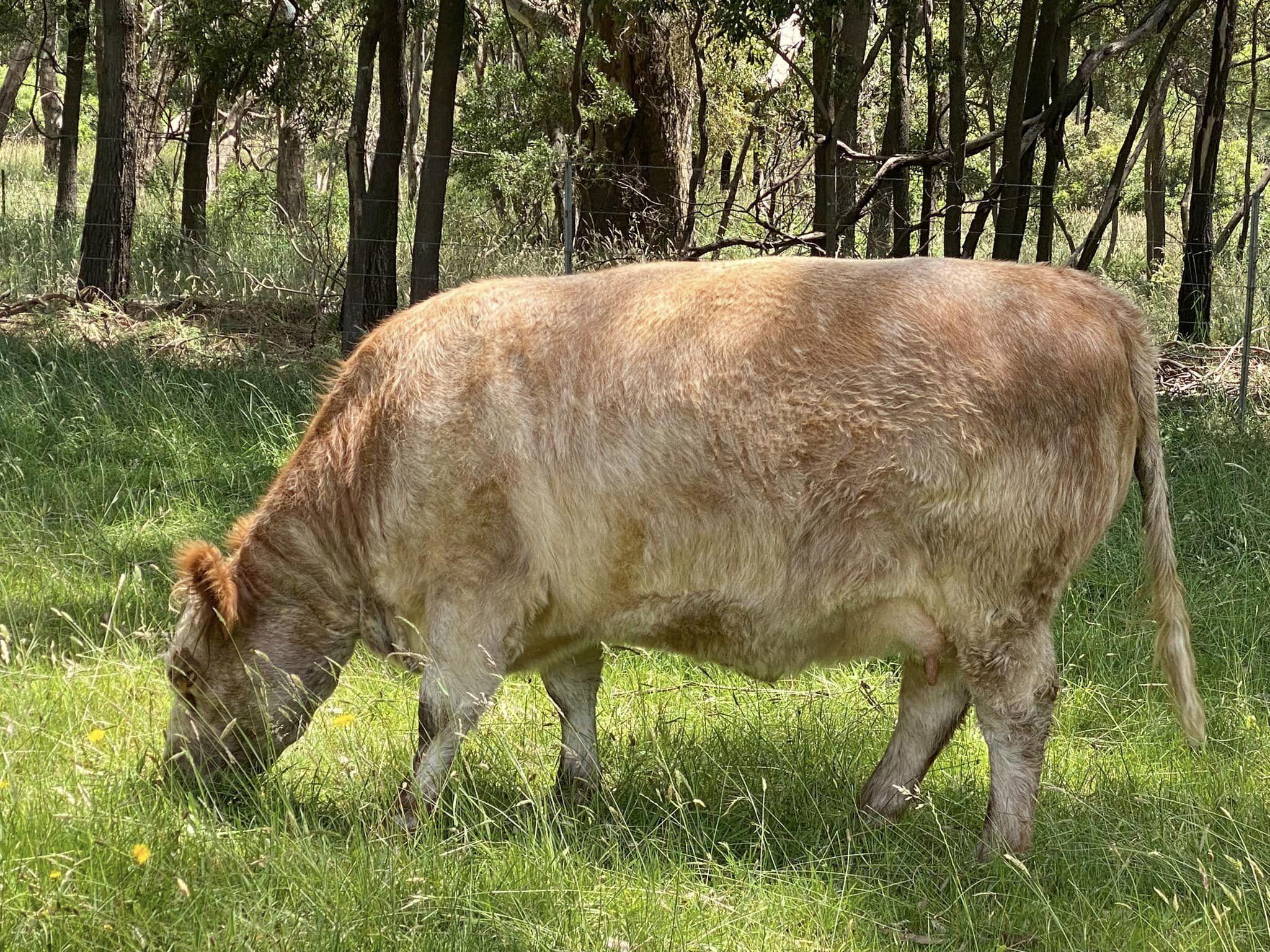 Cattle Coat Color (Bos taurus; specifically, Galloway Cattle)